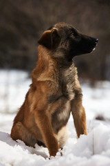 Winter cur dog portrait