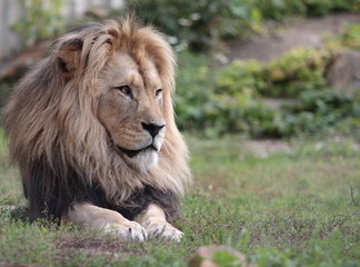 Obraz na płótnie Canvas Lion King