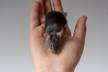Cute Color Mouse on a Girls Hand
