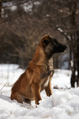 Portrait of cute funny puppy dog sit on snow