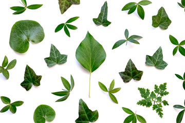 Full Frame Pattern With Green Leaves On White Background