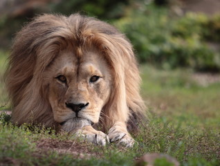 Lion King © Volker