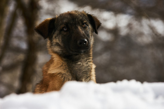 Portrait of cute funny puppy dog sit on snow