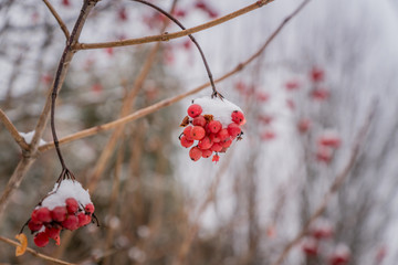 berries of red viburnum in winter
