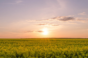 With beautiful yellow flowers blooming rapeseed field.