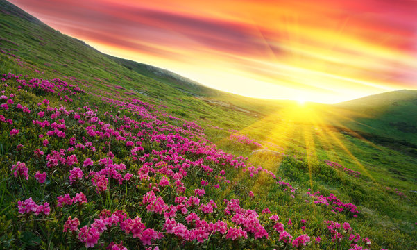 Amazing colorful sundown in mountains with majestic sunlight and pink rhododendron flowers on foreground. Dramatic colorful scene in mountains. Golden sunbeams and clouds under the mountains