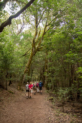 Wanderer im Lorbeerwald auf la Gomera