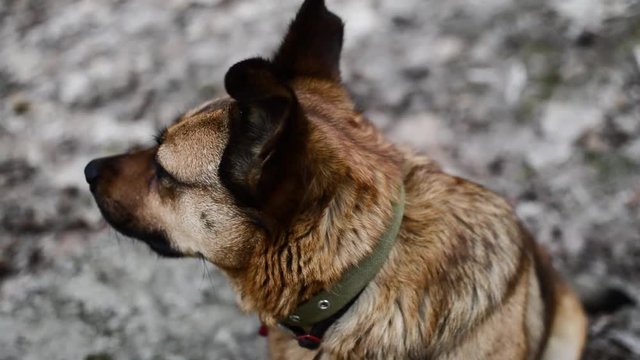 Close-up view of the red agitated dog staying outdoors