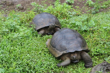 Galapagos-Riesenschildkröte