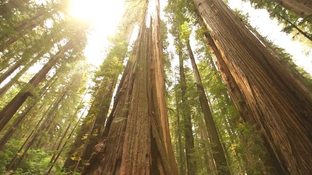 Redwood National Park Giant Trees in Rain Forest