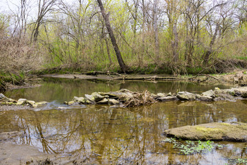 River in forest on spring