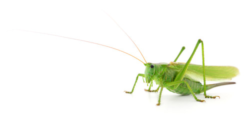 Green locust isolated.