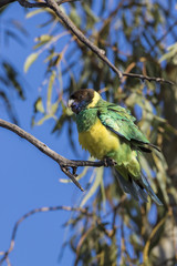 Obraz premium Australian Ringneck (Barnardius zonarius) race 