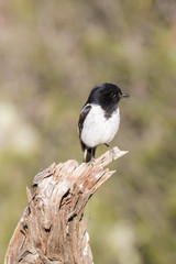 Hooded Robin (Melanodryas cucullata) race 