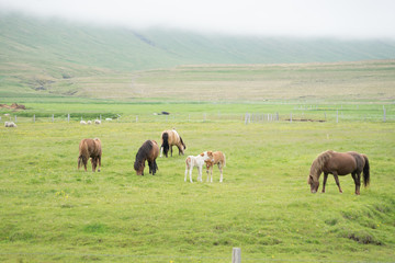 Fototapeta na wymiar Landschaft mit Islandpferden in den Westfjorden, Island 