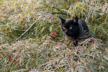 schwarze katze  Black Cat
