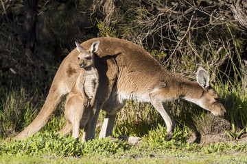 Female with Joey Western Grey Kangaroo (Macropus fuliginosus). Eneabba, Western Australia, Australia © wrightouthere