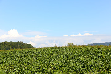 Fototapeta na wymiar Landscape of the farm