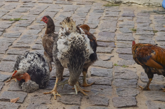 Frangos amarrados na feira livre para venda