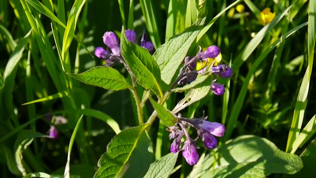 Medical herb Common Comfrey. Symphytum officinale flower on wild meadow. Footage shooting of static camera.