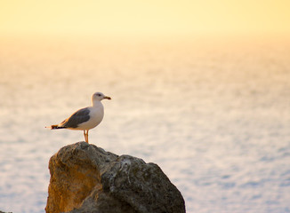 The seagull in beams of a sunset on a background of the sea