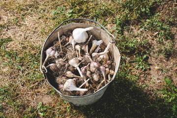 Fresh raw garlic in an old bucket.