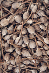 Dried poppy pods in a plastic cup.