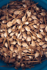 Dried poppy pods in a plastic cup.