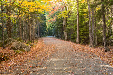 Leaf Covered Carriage Road in Acadia