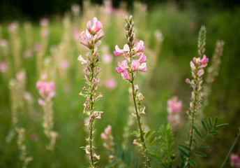 Feldblumen