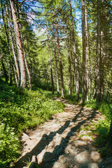 Path in the woods in Summer afternoon