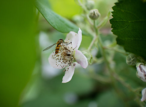 Schwebewespe