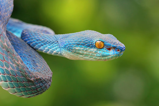 Viper snakes