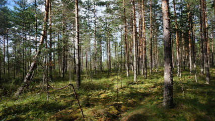 Finland, countryside, forest, pine trees