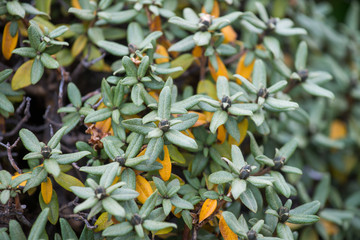 Fresh Rhododendron Adamsii. Sagan-Dale, Sagaan Dali, White Wing, Shandala. Medical tea growing in...