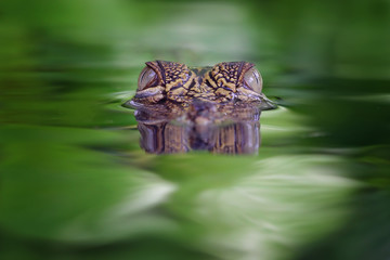 Head of crocodile on the swamp