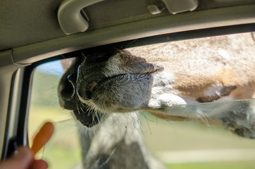 Animal feeding with carrots from a car