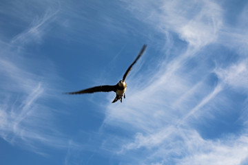 Obraz premium Arctic Skua attack, Svalbard, Spitsbergen