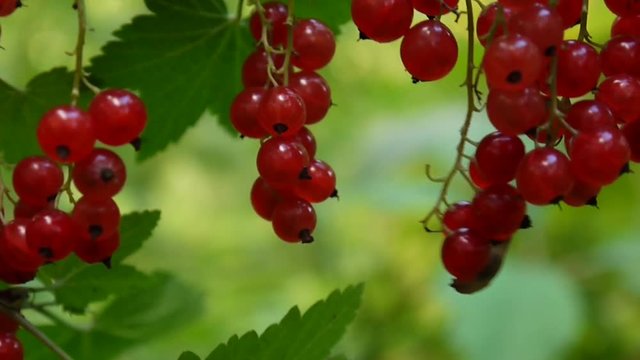 Red Ribes rubrum berries on the plant close-up HD footage - The redcurrant deciduous shrub fruit natural shallow video static camera