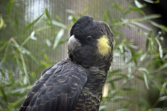 yellow tailed black cocatoo