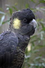 yellow tailed black cockatoo