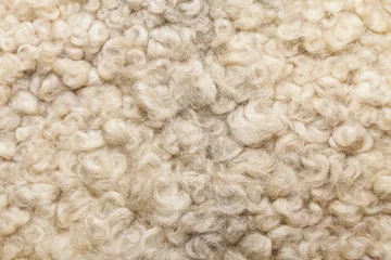 Keuken spatwand met foto Sheep fur. Wool texture. Closeup background © jbphotographylt