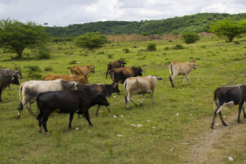 Naklejka na ściany i meble several cows on the hill