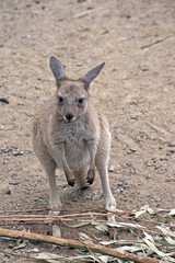 Naklejka na ściany i meble eastern grey kangaroo