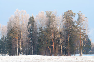 Winter landscape with white snow.