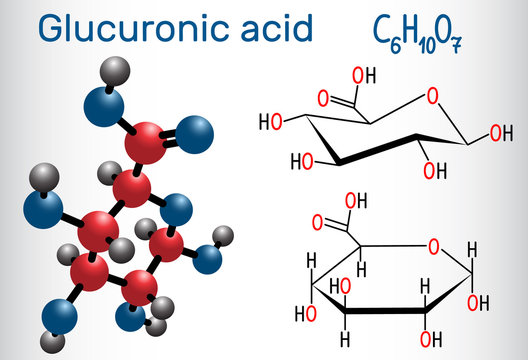 Glucuronic acid molecule, plays an important role in the metabolism of microorganisms, plants and animals. Structural chemical formula and molecule model