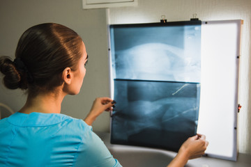 Fototapeta na wymiar Back View of Vet Examining X-ray