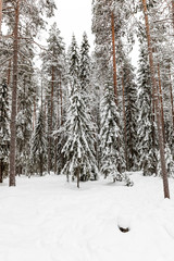 snow-covered forest near The Raudanjoki river, Rovaniemi, Finland.