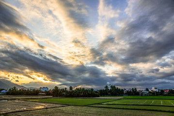 Field of grass scenery at sunset