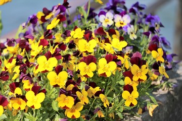 Blooming yellow purple pansies in spring, Como Italy